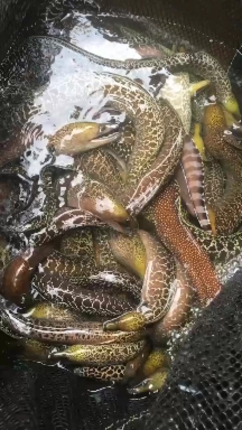 海鳗鱼+专业水车包邮+专业水车包邮+包邮+包邮+包邮+包