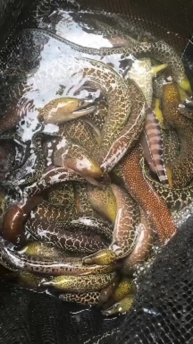 海鳗鱼+专业水车包邮+专业水车包邮+包邮+包邮+包邮+包