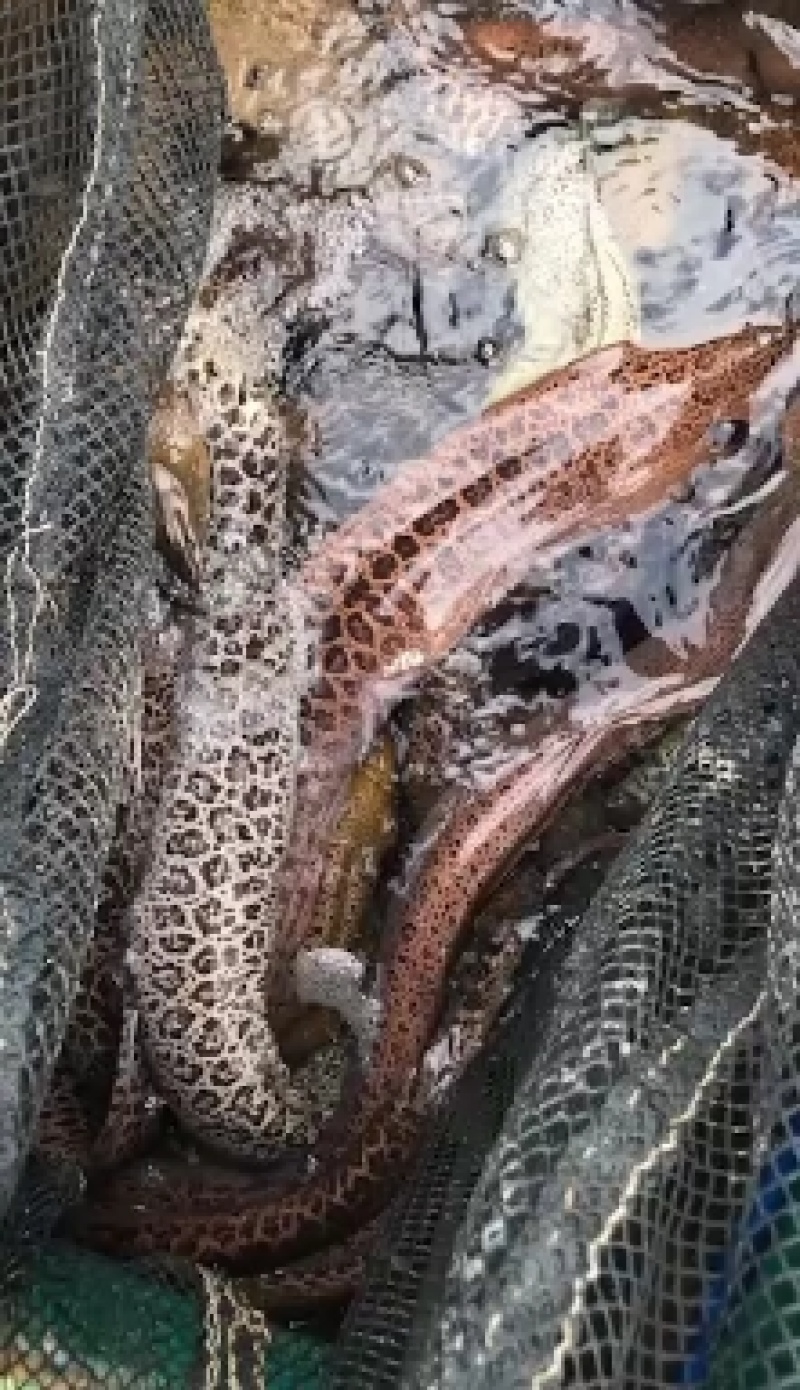 海鳗鱼+专业水车包邮+专业水车包邮+包邮+包邮+包邮+包