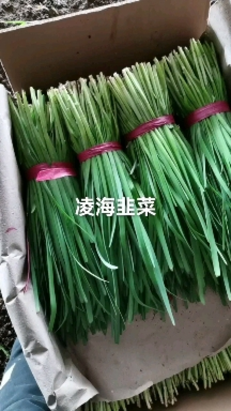 辽宁锦州凌海韭菜，大量供应，需要可以联系我，5月份到10