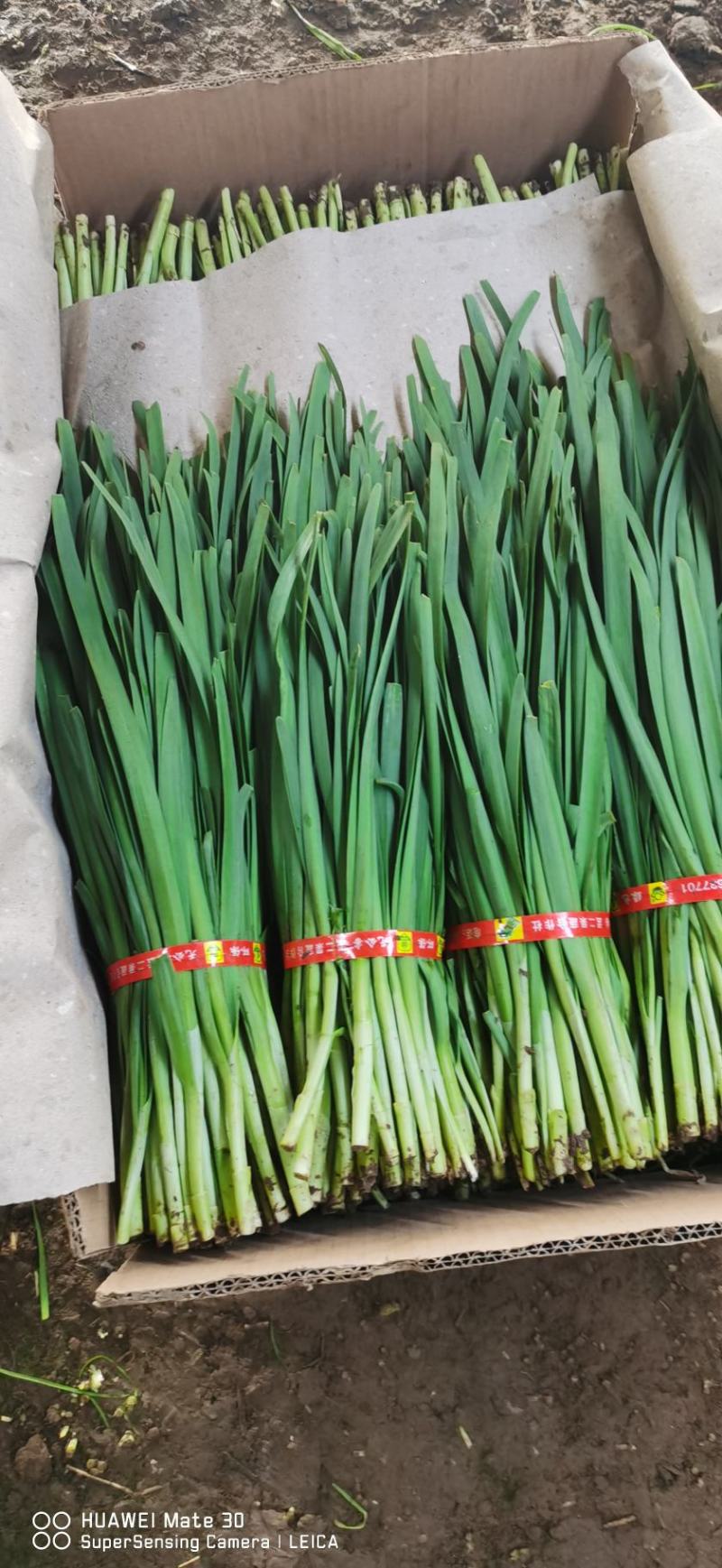 辽宁锦州凌海韭菜，大量供应，需要可以联系我，5月份到10
