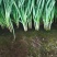 辽宁锦州凌海韭菜，大量供应，需要可以联系我，5月份到10