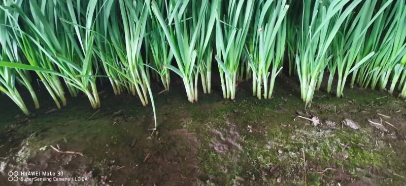 辽宁锦州凌海韭菜，大量供应，需要可以联系我，5月份到10
