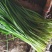 辽宁锦州凌海韭菜，大量供应，需要可以联系我，5月份到10
