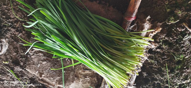 辽宁锦州凌海韭菜，大量供应，需要可以联系我，5月份到10
