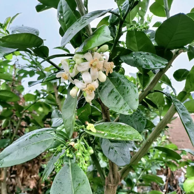 柚子苗沙田柚苗越南青柚苗蜜柚苗三红蜜柚苗