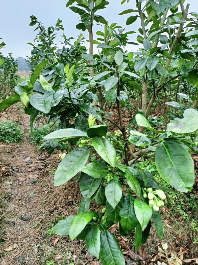 柚子苗沙田柚苗越南青柚苗蜜柚苗三红蜜柚苗