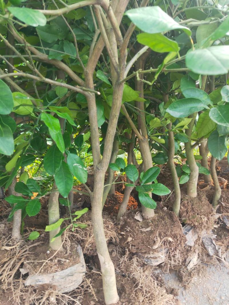 柚子苗沙田柚苗越南青柚苗蜜柚苗三红蜜柚苗