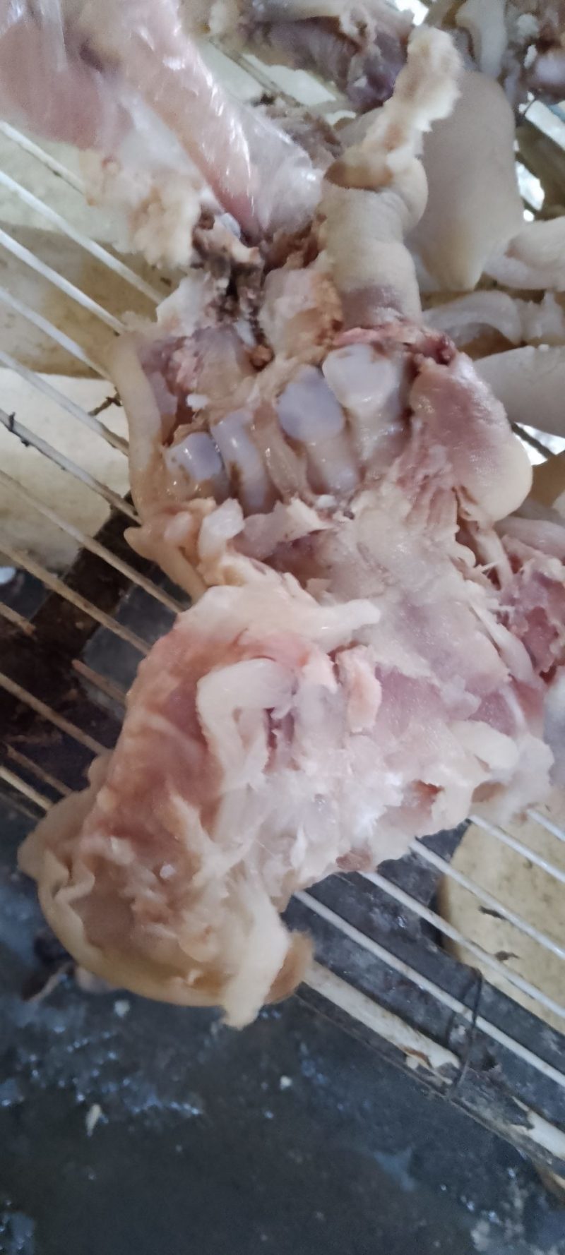 去骨熟熟牛蹄筋，八成熟大牛蹄筋