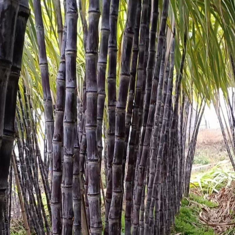 优质黑皮果蔗，皮薄脆甜爽口水分足，节巴均匀漂亮