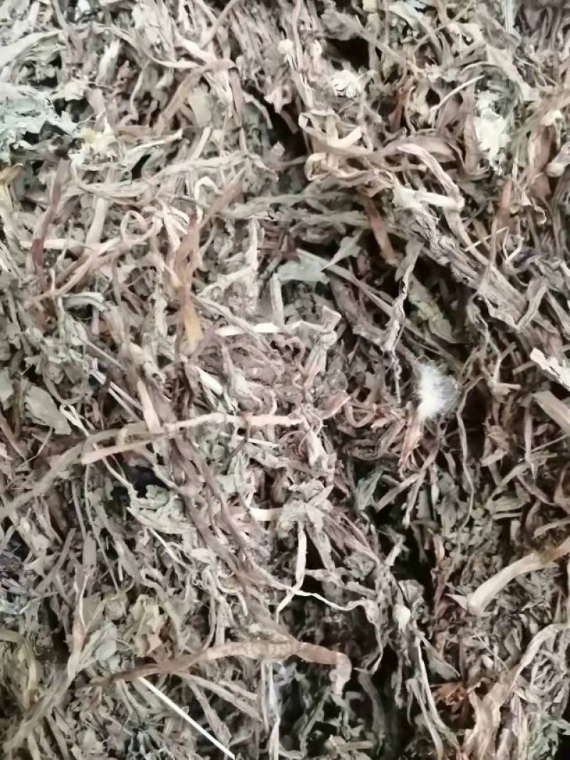 蒲公英