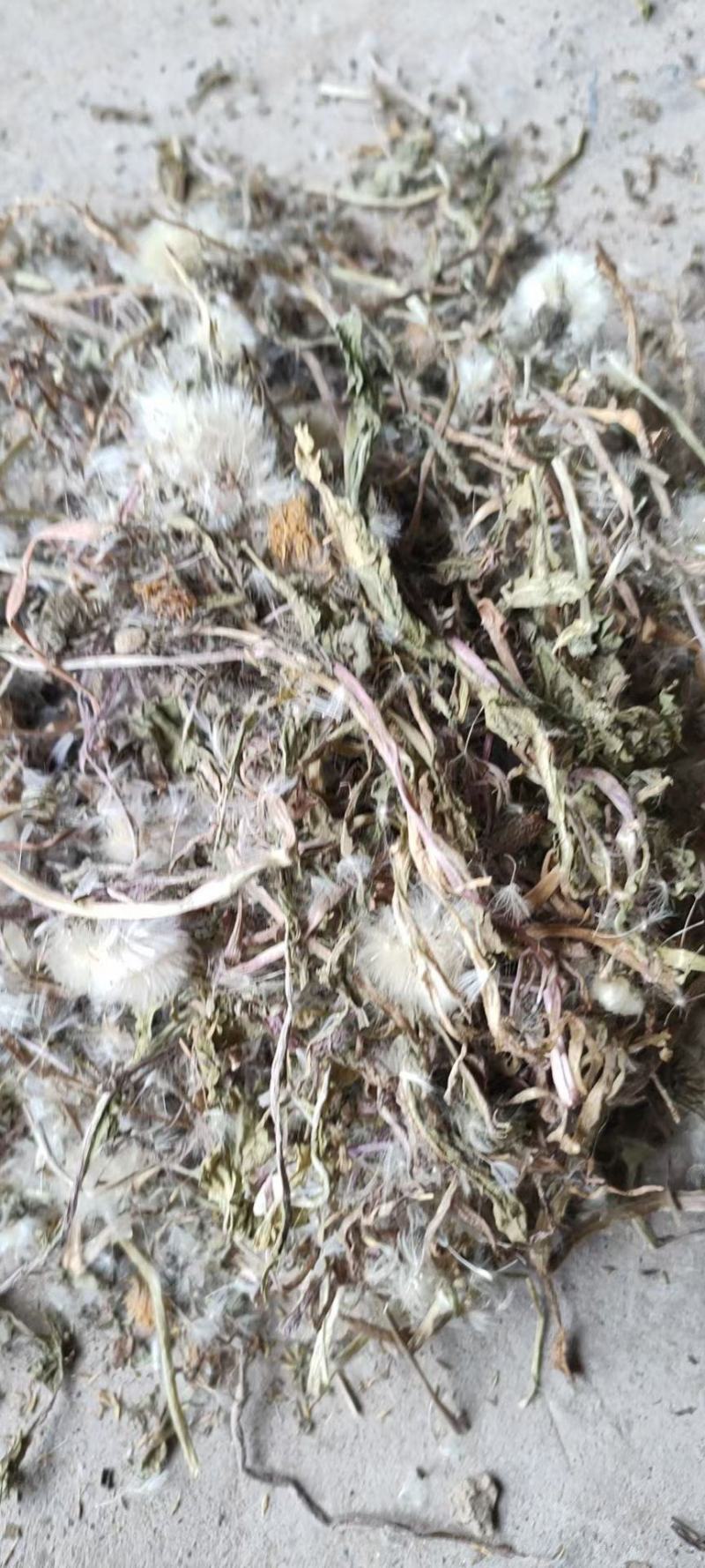 蒲公英