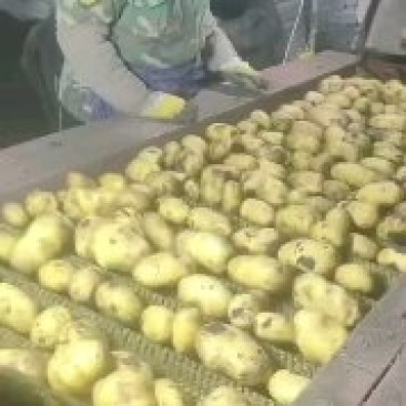 大家好，我有黄心土豆，荷兰，黄金薯，尤金，V7