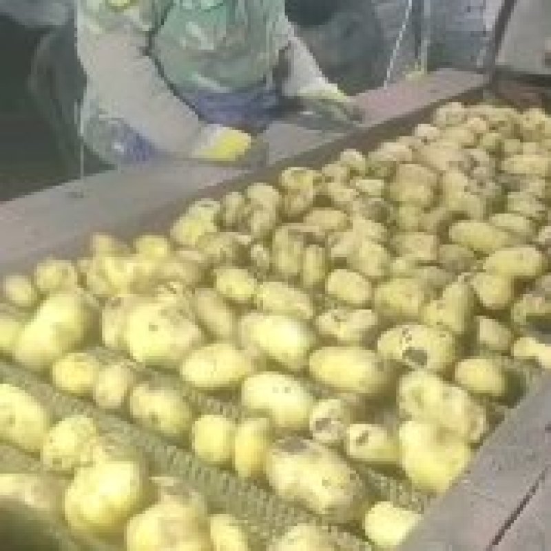 大家好，我有黄心土豆，荷兰，黄金薯，尤金，V7