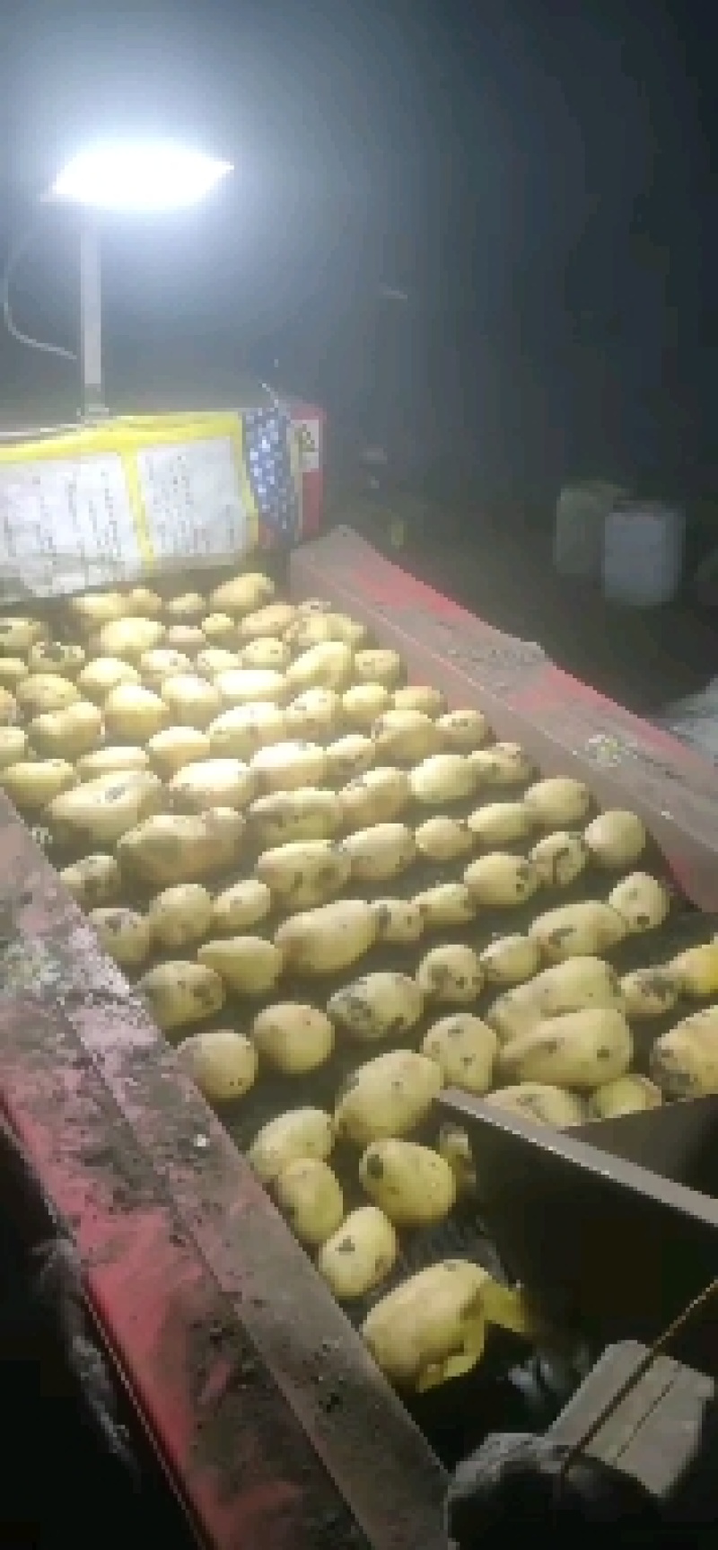 大家好，我有黄心土豆，荷兰，黄金薯，尤金，V7