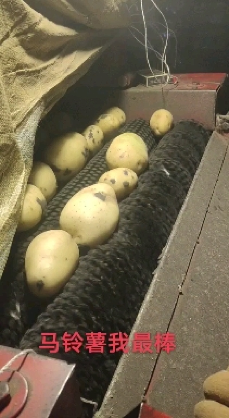 大家好，我有黄心土豆，荷兰，黄金薯，尤金，V7