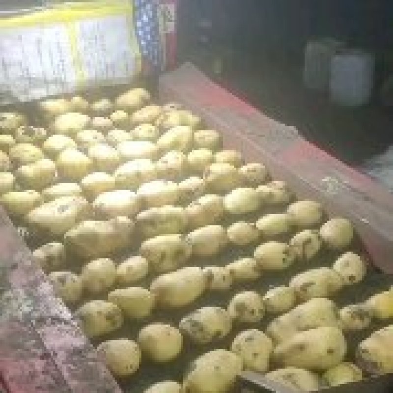 大家好，我有黄心土豆，荷兰，黄金薯，尤金，V7