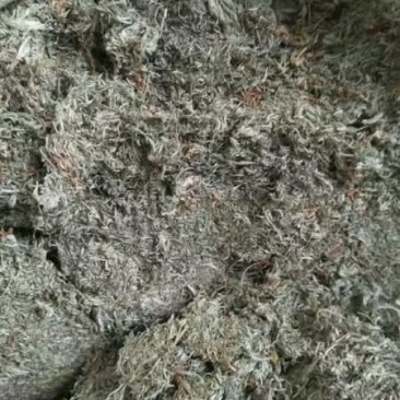 茵陈