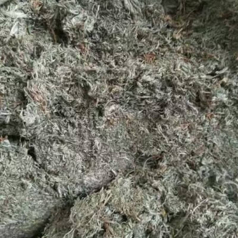 茵陈