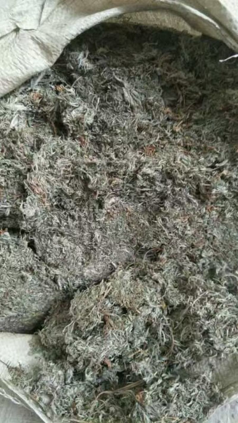茵陈