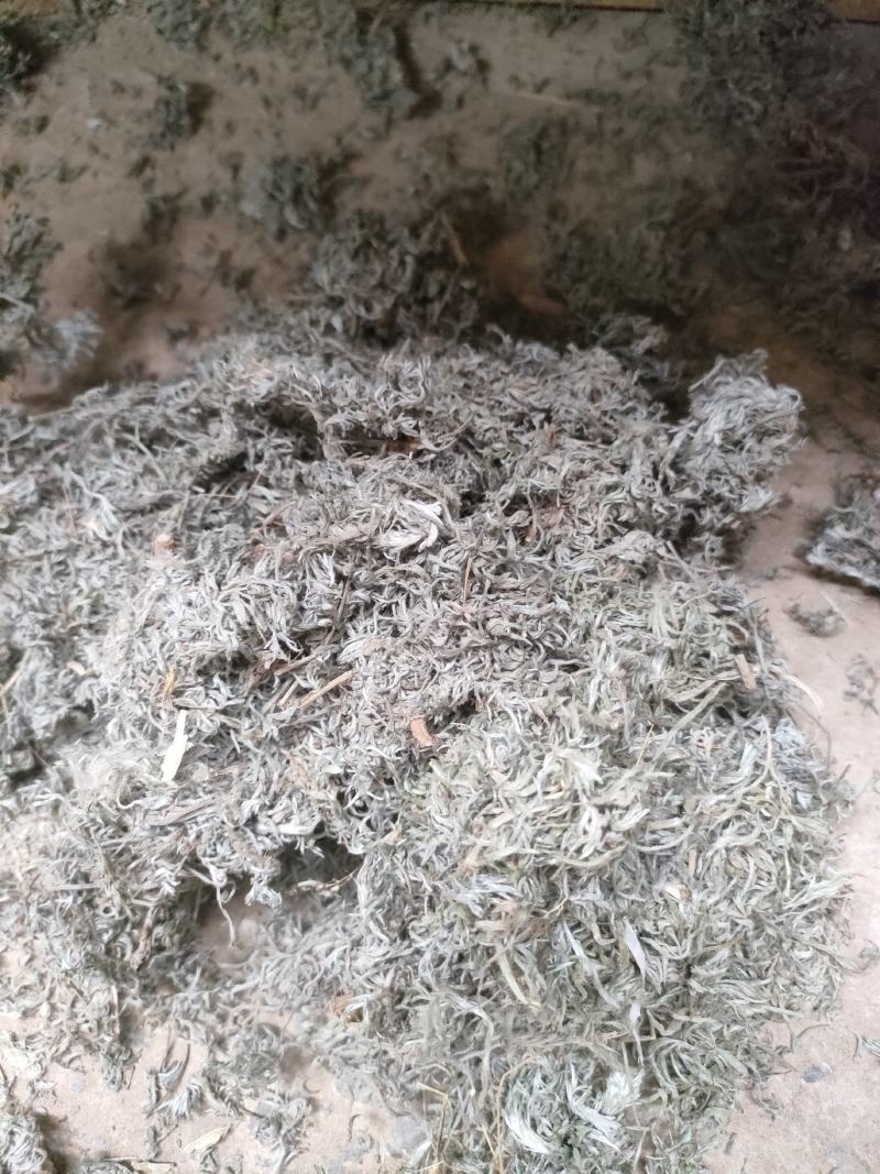 茵陈