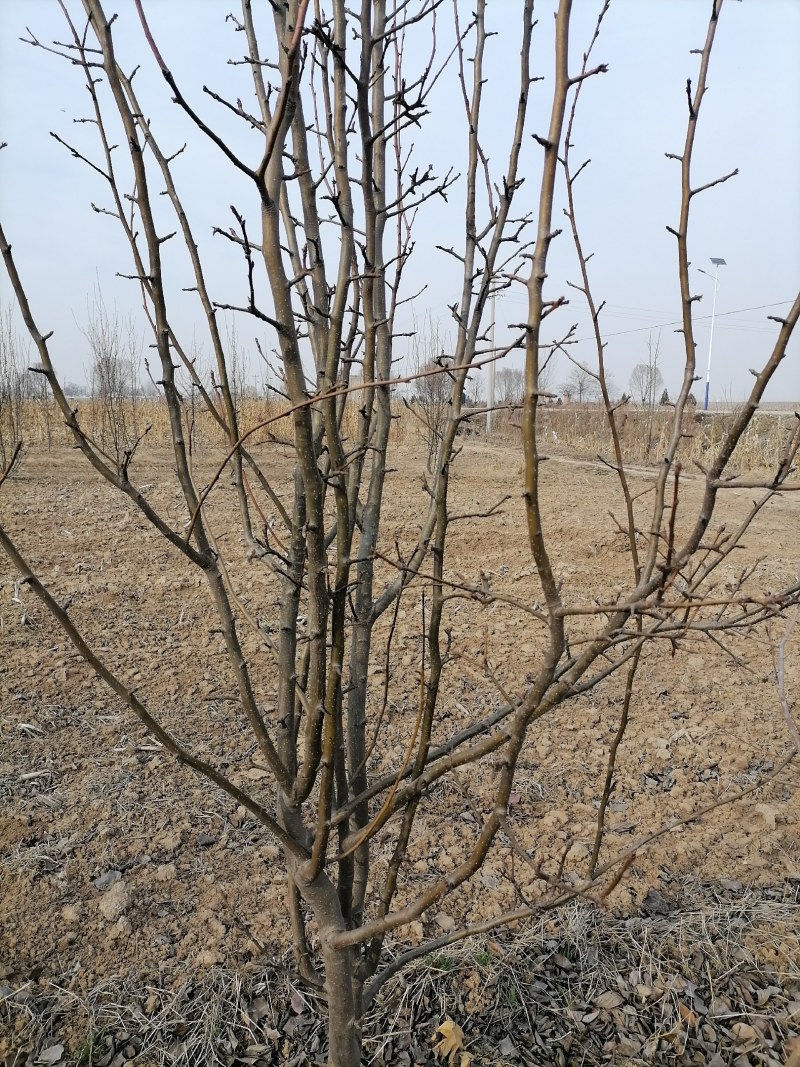 晚秋黄梨瓜果树