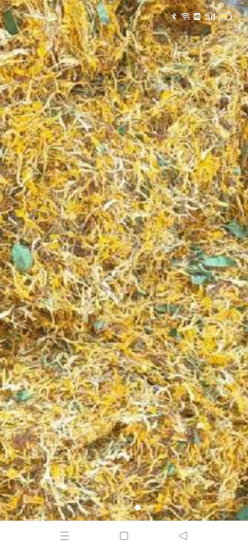 金银花