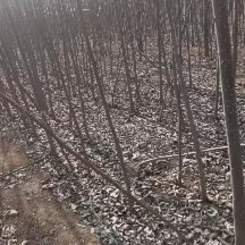 大量出售107速生杨树苗质量保证