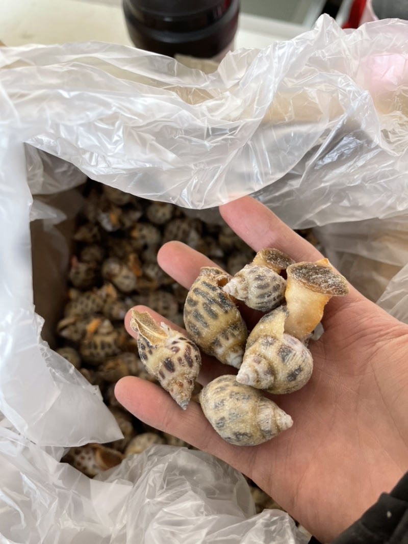 冷冻活冻白花螺质量保证