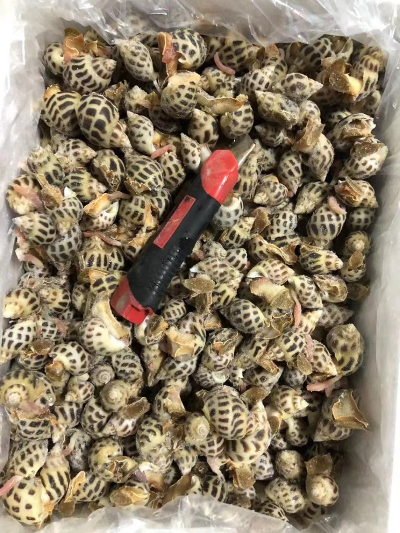 冷冻活冻白花螺质量保证