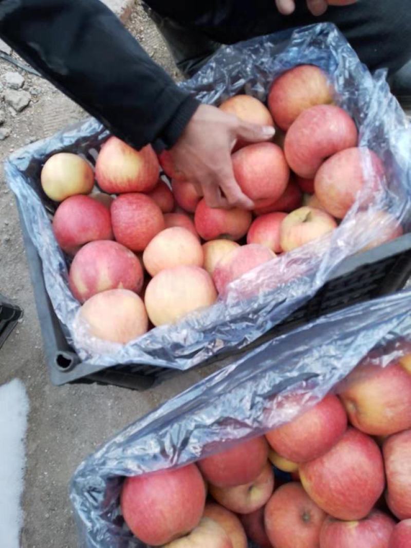 辽宁寒富苹果代发代购产地供货保证质量货源稳定