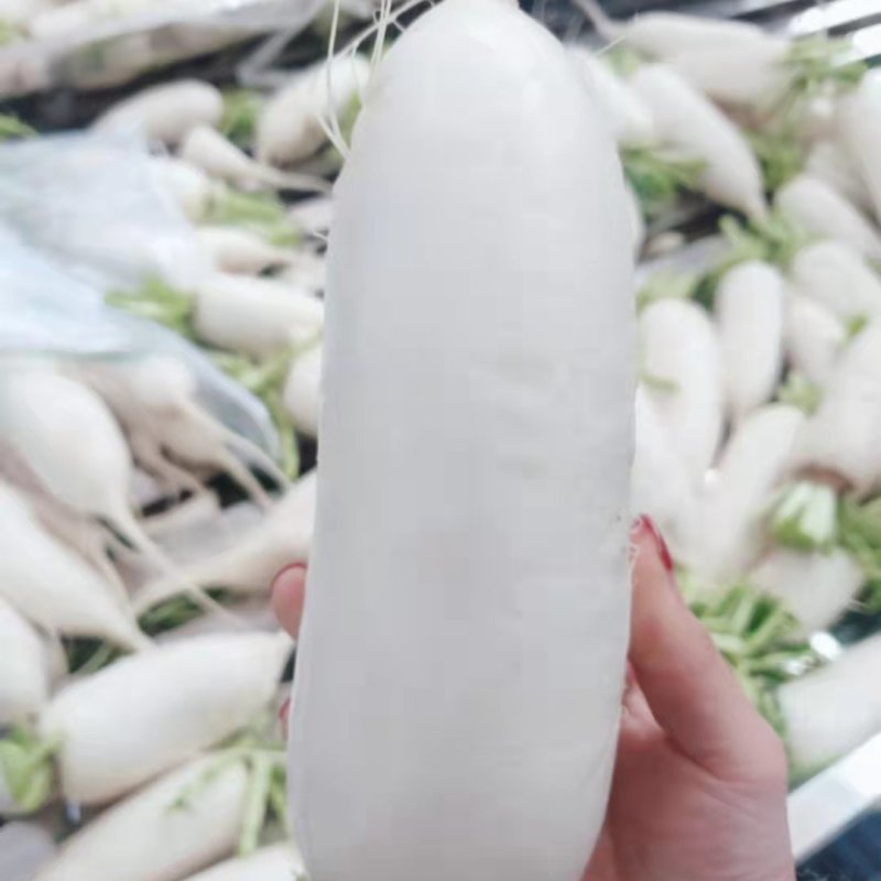 湖北白萝卜，产地大量批发，代发全国，保质保量随行就市