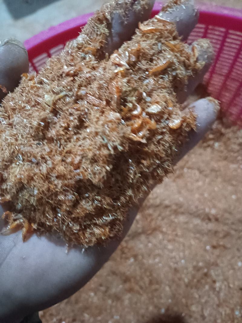 虾糠。