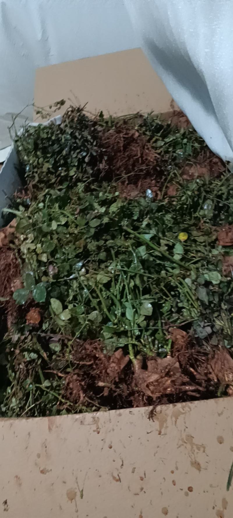 【精品】大花月季玫瑰老桩四季开花大花月季质量保证欢迎选