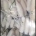湖北白萝卜，产地大量批发，代发全国，保质保量随行就市