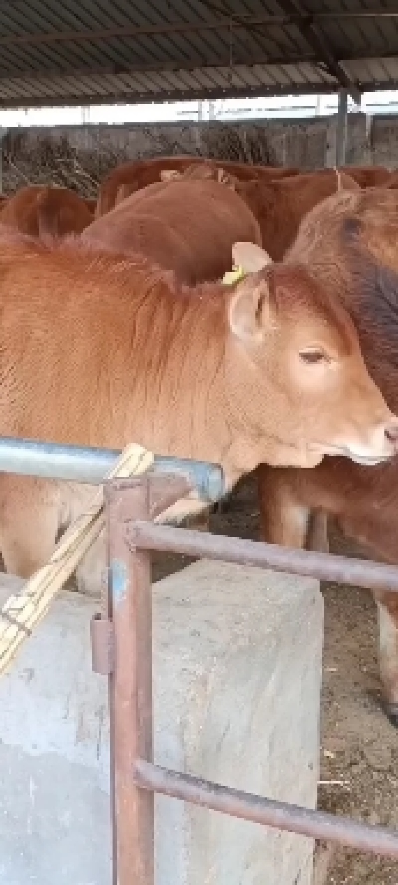 黄牛，黄牛犊，黄牛苗，改良黄牛，实地供应商，价格优惠