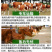 黄牛，黄牛犊，黄牛苗，改良黄牛，实地供应商，价格优惠