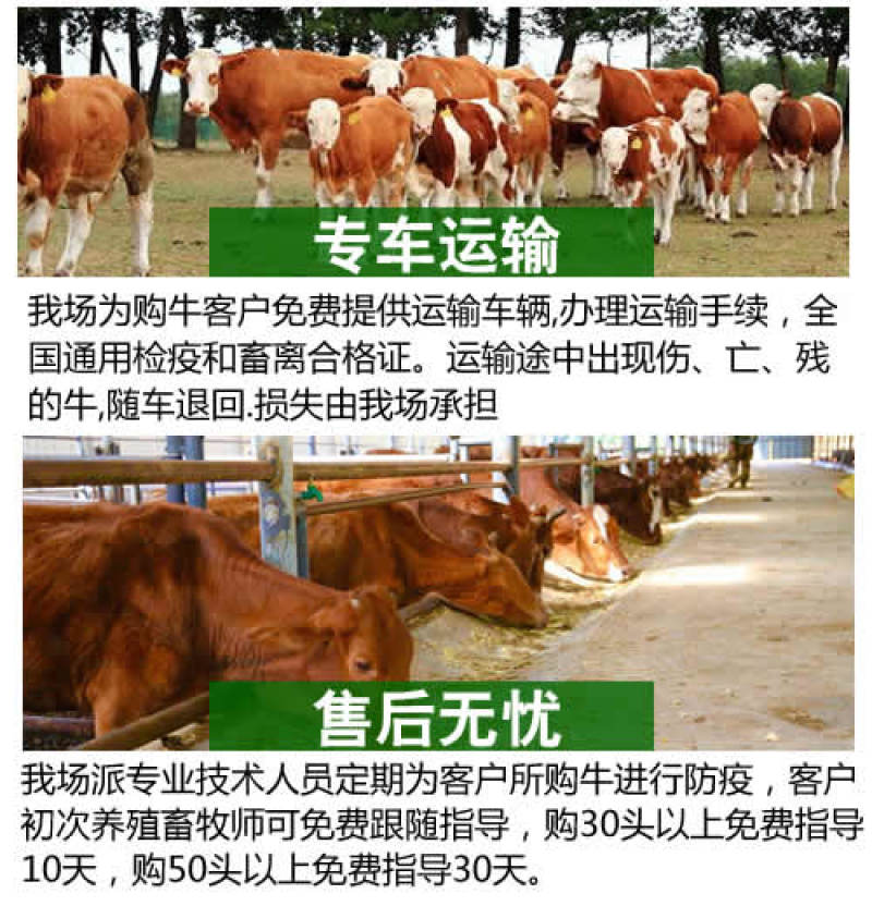 黄牛，黄牛犊，黄牛苗，改良黄牛，实地供应商，价格优惠