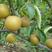 纯正品种圆黄梨树苗，四川梨树苗，现挖现卖，自家种植的苗木