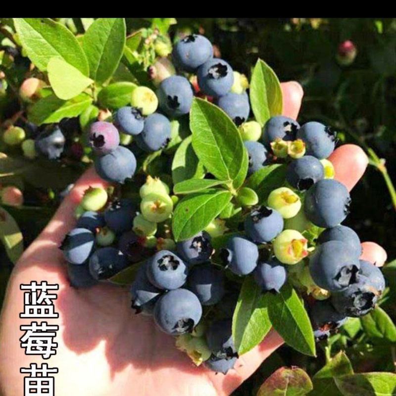 蓝莓苗