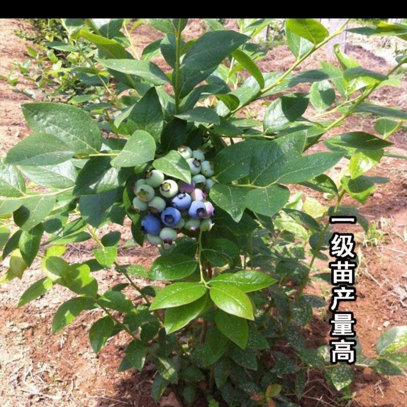 蓝莓苗