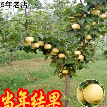 七年梨树当年结果