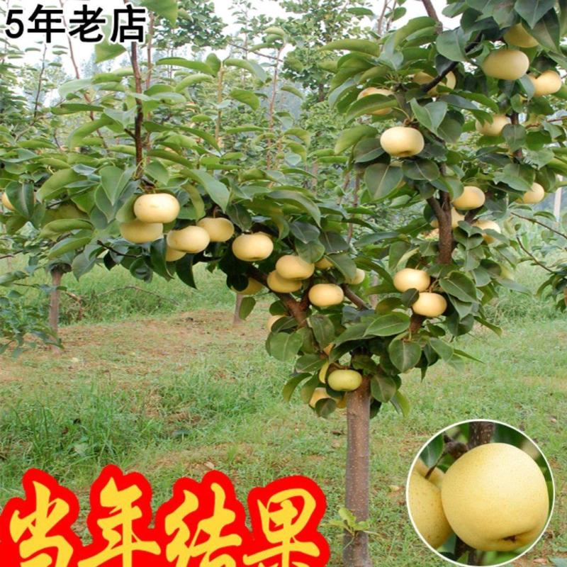 七年梨树当年结果