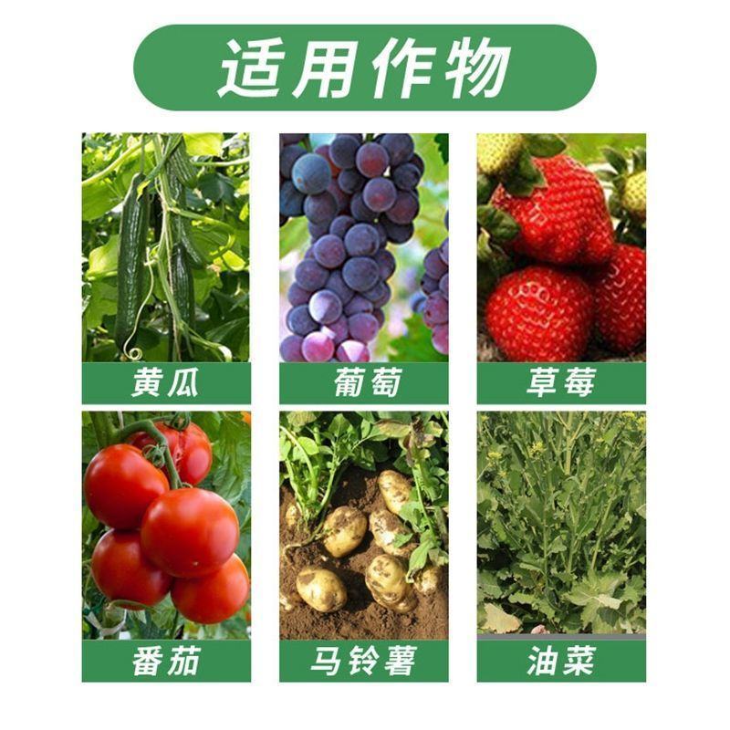 金法利几丁聚糖白菜黄瓜霜霉病蕃茄晚疫病蔬菜农药杀菌剂