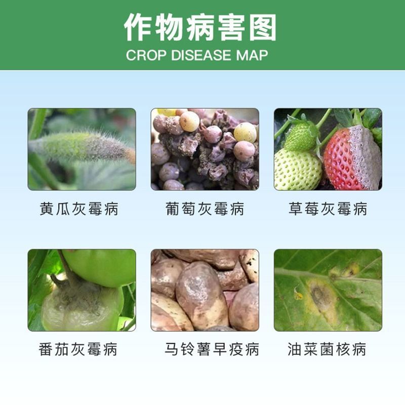 开局荧光假单胞杆菌蔬菜灰霉褐斑病早疫病靶斑病农药杀菌剂