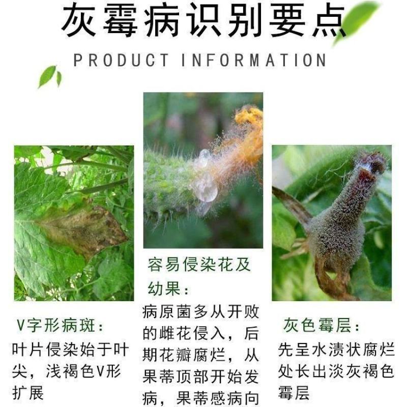 开局荧光假单胞杆菌蔬菜灰霉褐斑病早疫病靶斑病农药杀菌剂