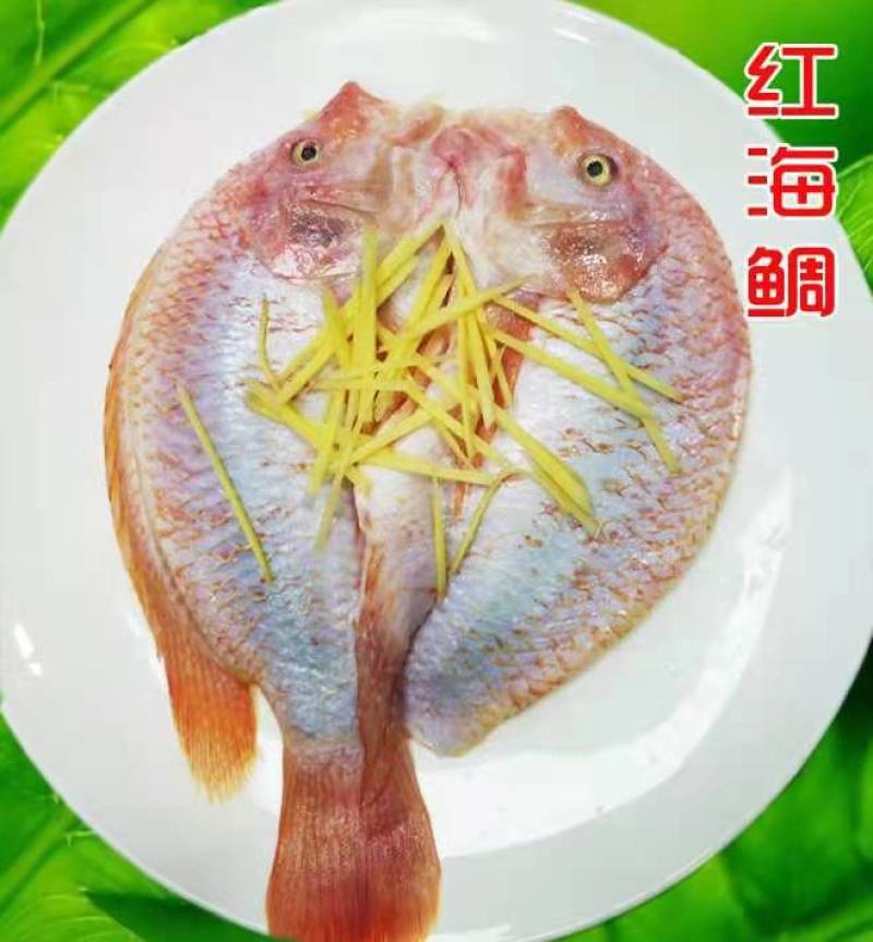 富贵红鱼一手货源工厂直供批发年年富贵红鱼鸿运