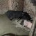 农家黑土猪，保留最原始的喂养方式