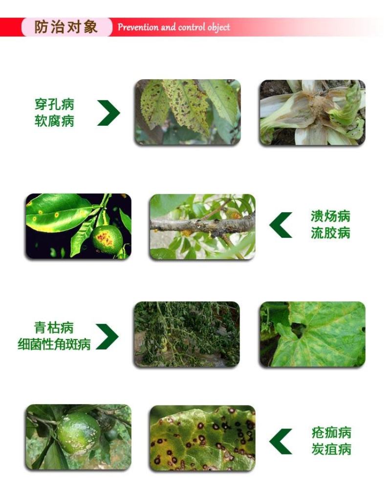 阳光霉素低聚糖素黄瓜细菌性病角斑溃疡果树流胶蔬菜杀菌剂