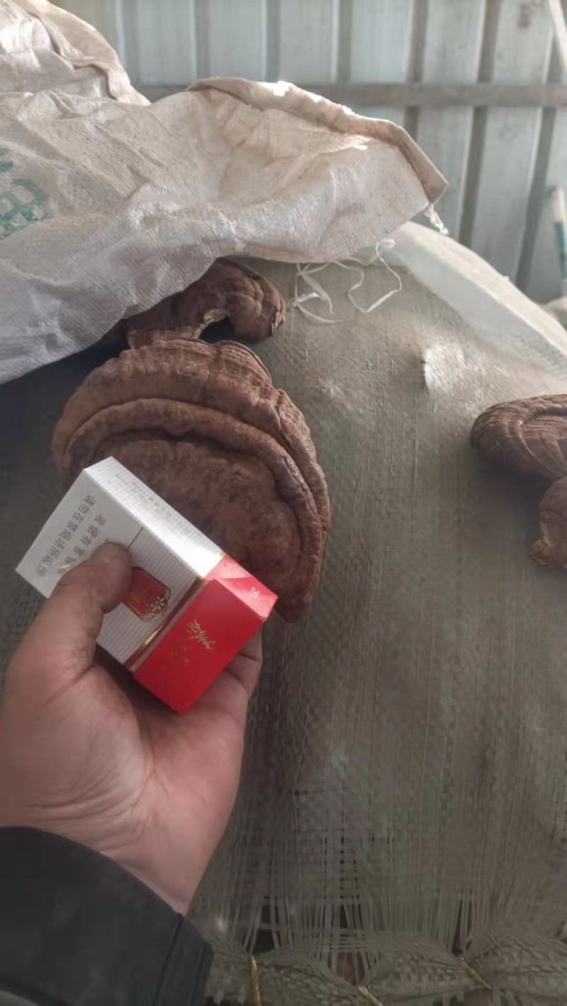 紫芝，紫灵芝，带孢子粉紫灵芝人工种植紫灵芝
